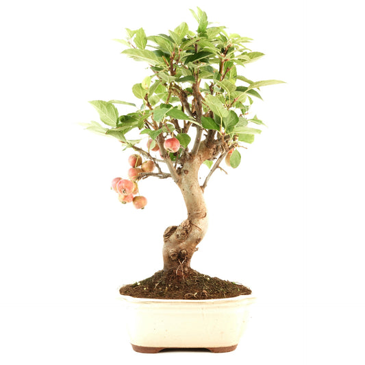 Bonsai Malus sp. 12 anos Macieira