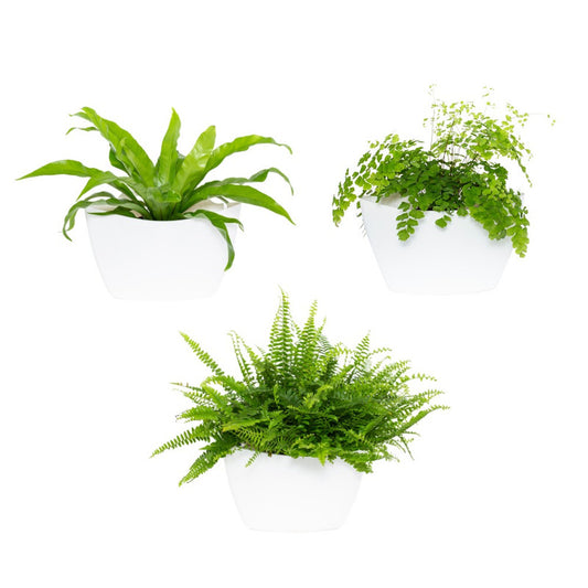 Jardín Vertical Modular Citysens Con Riego Manual De 3 Macetas – Blanco, Polipropileno 100% Reciclado_0