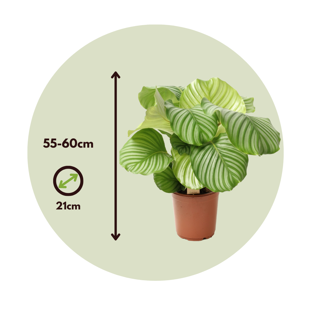 Calatea - Calathea 'orbifolia' - Altura 55-60cm - ⌀21cm_2