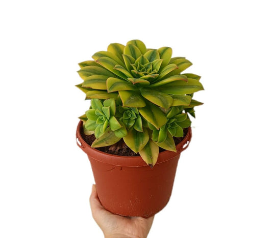 Aeonium Starburst M17_0