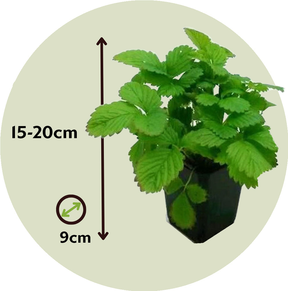 Planta De Fresa - 6 Pzs - Fragaria X Ananassa 'roman' - Altura 15-20cm - ⌀9cm_2