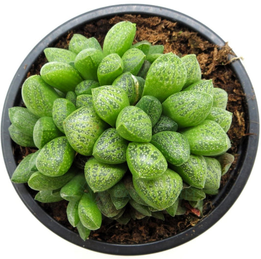 Haworthia Turgida Var. Suberecta; Planta Suculenta; Curiosarium; Diámetro Maceta 10,5 Cm_0