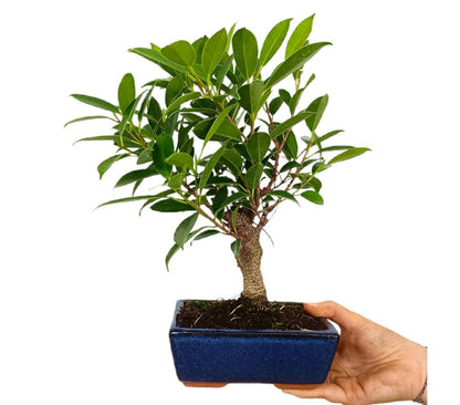 Bonsái Ficus Retusa 6 Años_1