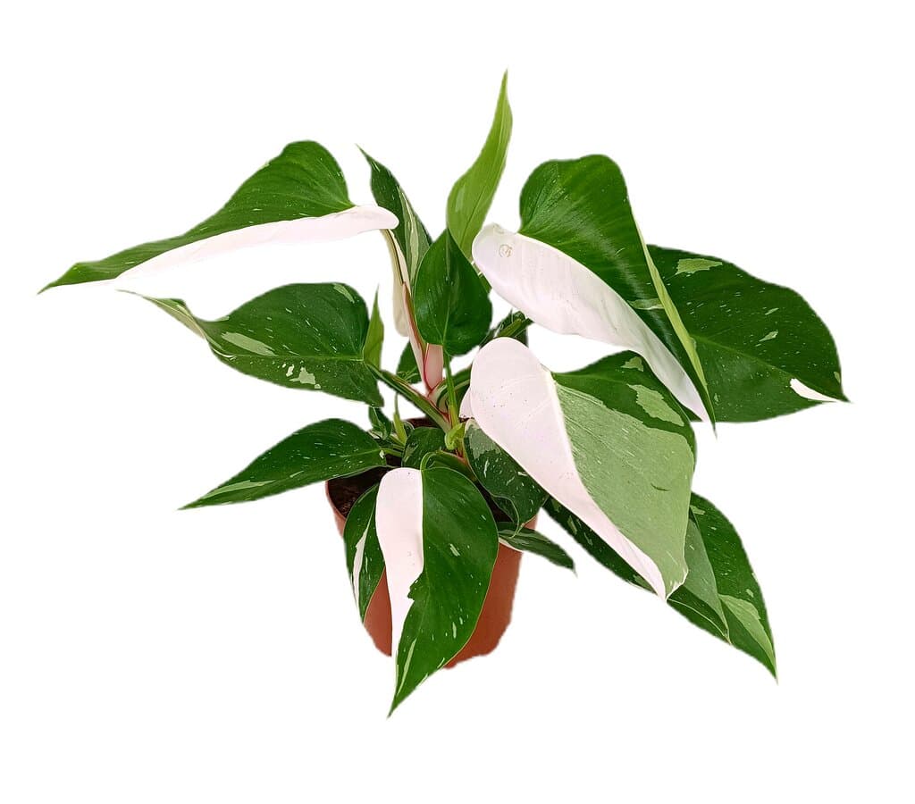 Philodendron White Princess Variegata M17_3