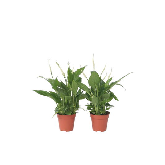 Lirio De La Paz - 6 Pzs - Spathiphyllum 'torelli' - Altura 30-45cm - ⌀12cm_0