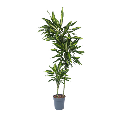 Drácena - Dracaena Fragrans 'cintho' - Altura 140-150cm - ⌀24cm_0