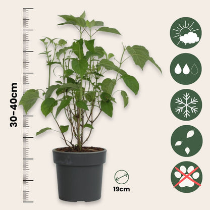 Hortensia - Hydrangea 'strong Annabelle' - Altura 30-40cm - ⌀19cm_2