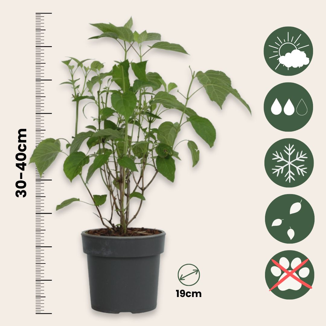 Hortensia - 3 Pzs - Hydrangea 'strong Annabelle' - Altura 30-40cm - ⌀19cm_2