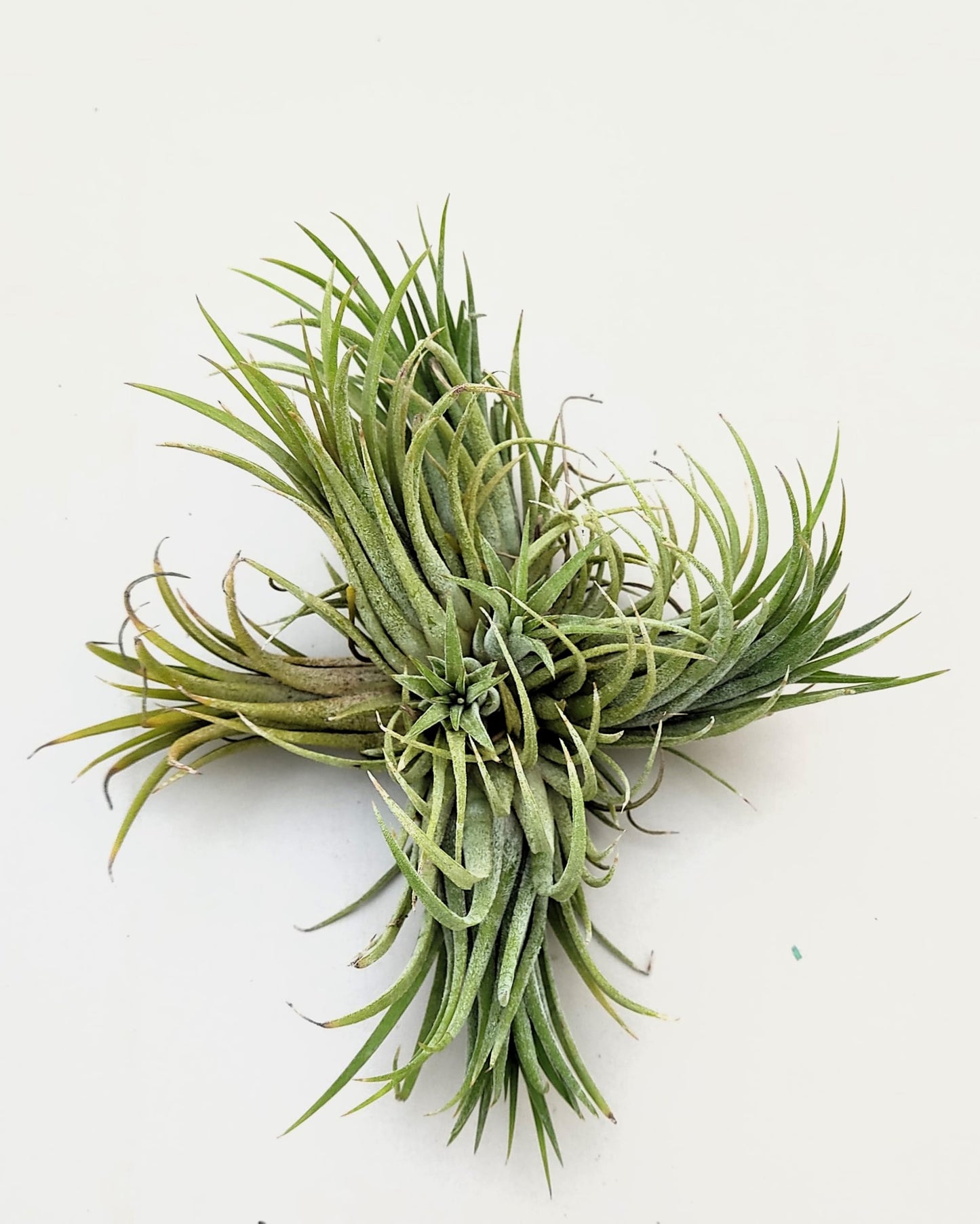 Tillandsia ionantha rubra clump; planta del aire, mata de plantas; Curiosarium; altura 10 cm, diámetro 15-18 cm_4