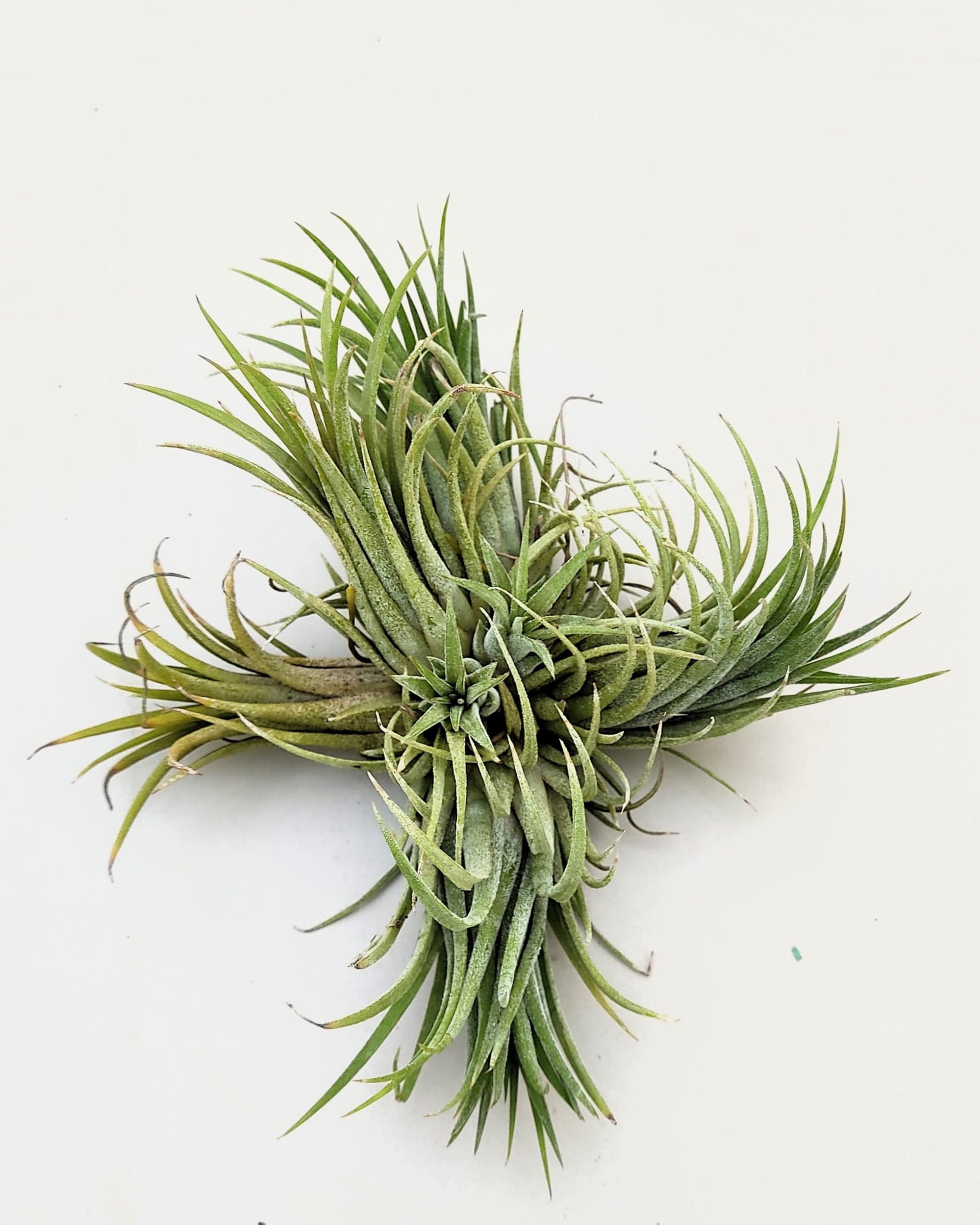 Tillandsia ionantha rubra clump; planta del aire, mata de plantas; Curiosarium; altura 10 cm, diámetro 15-18 cm_4