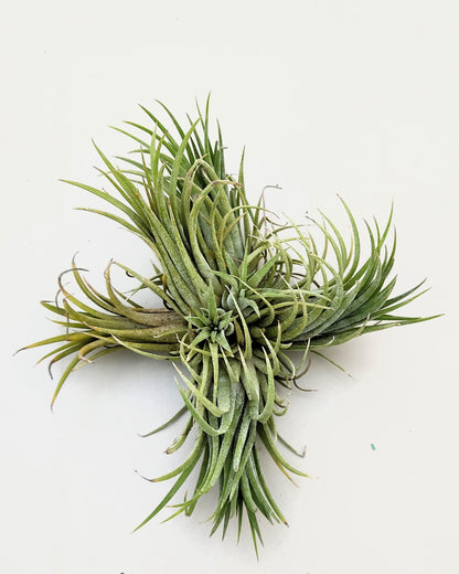 Tillandsia ionantha rubra clump; planta del aire, mata de plantas; Curiosarium; altura 10 cm, diámetro 15-18 cm_4