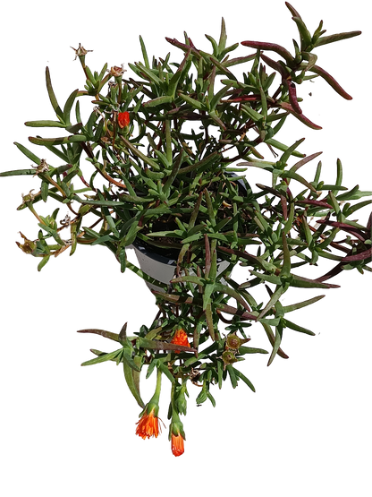 Mesem Flor Naranja Planta Colgante Ø14_1