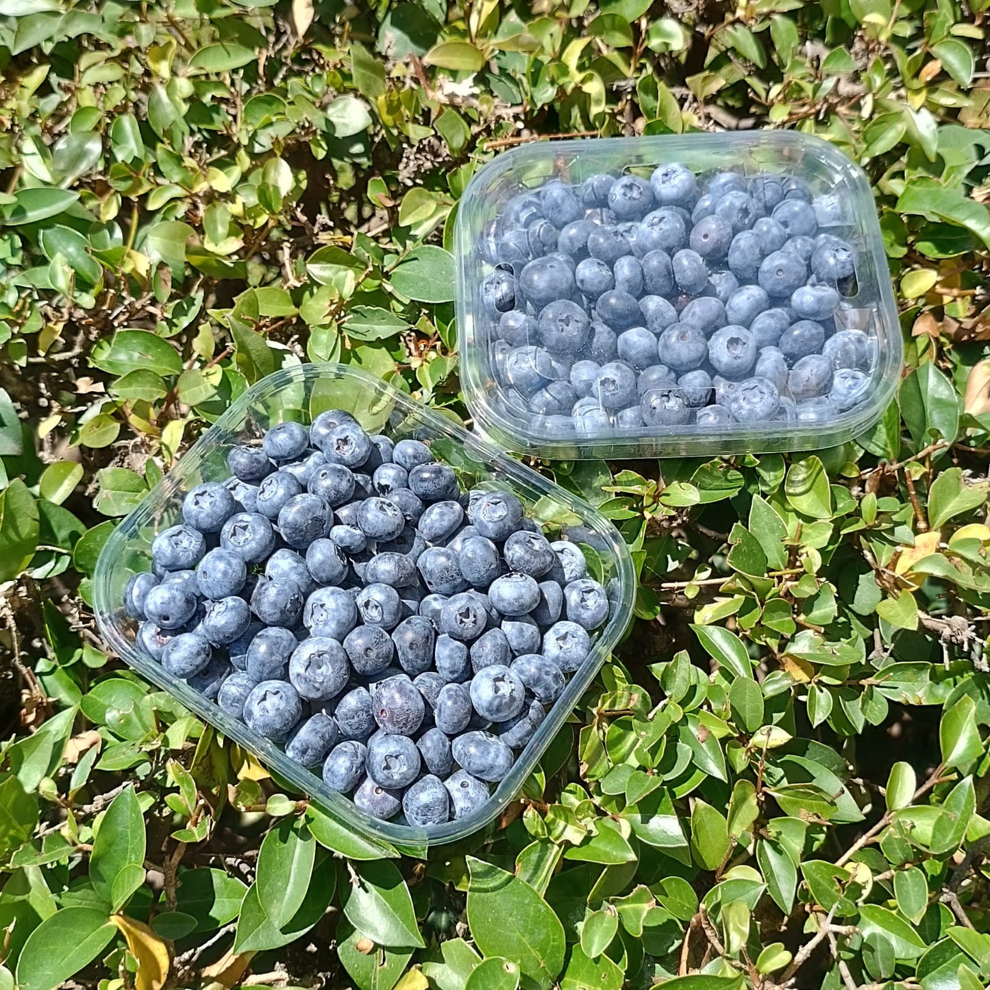 Arándanos Ecológicos | Tarrina De 150 G_0