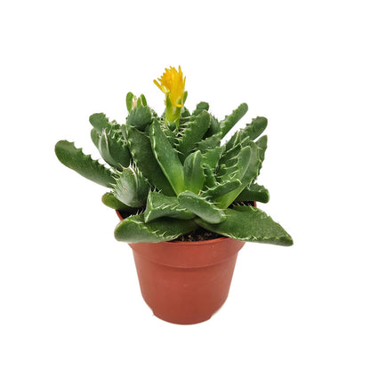 Faucaria Felina Cactus Y Suculentas M8,5 Cm Ø_0