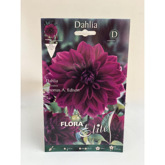 Bulbo Dalia decorativa azul violeta 1 ud