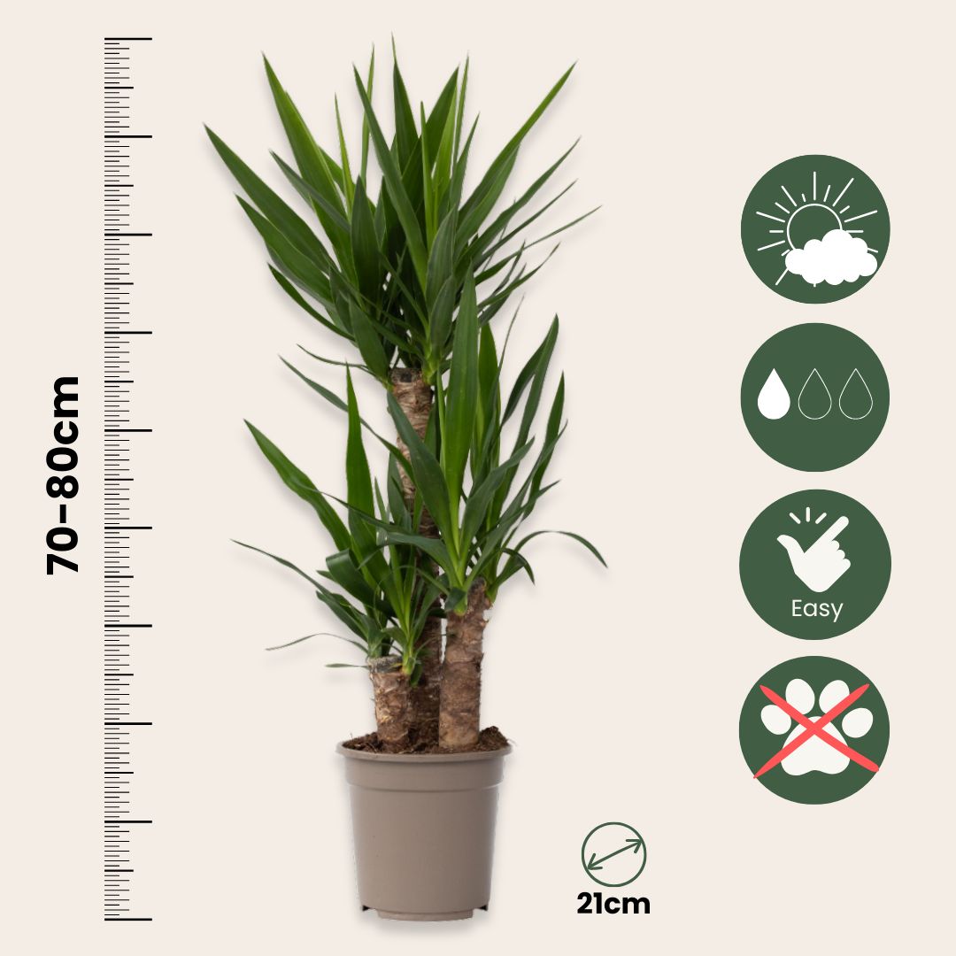 Yuca Pie De Elefante - 2 Pzs - Yucca Elephantipes - Altura 70-80cm - ⌀21cm_2