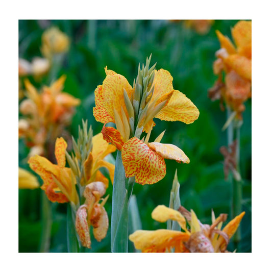 1 Bulbo De Planta Canna Variedad 'en Avant'_0