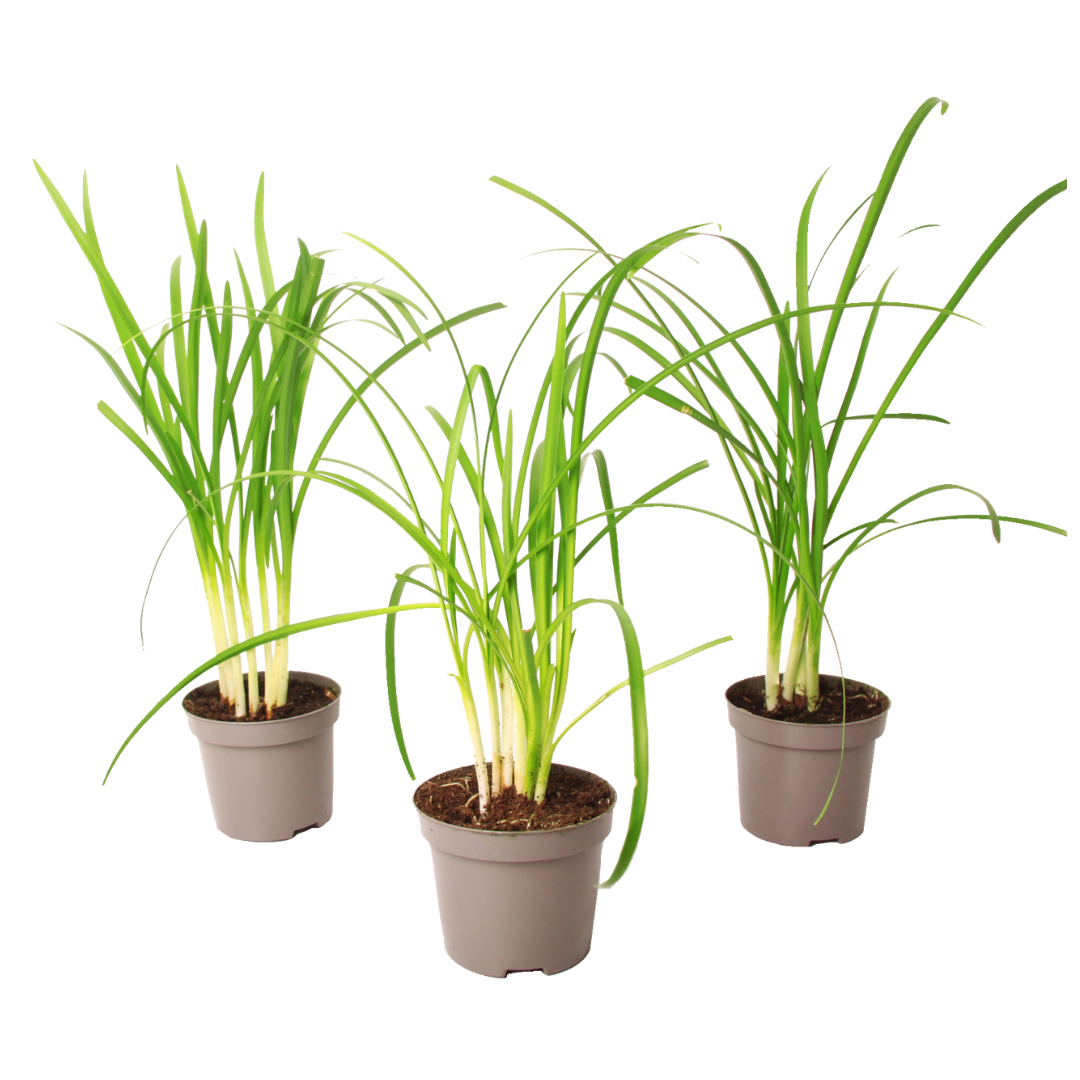 Ajo Silvestre - 3 Pzs - Tulbaghia Violacea - Altura 15-25cm - ⌀9cm_0