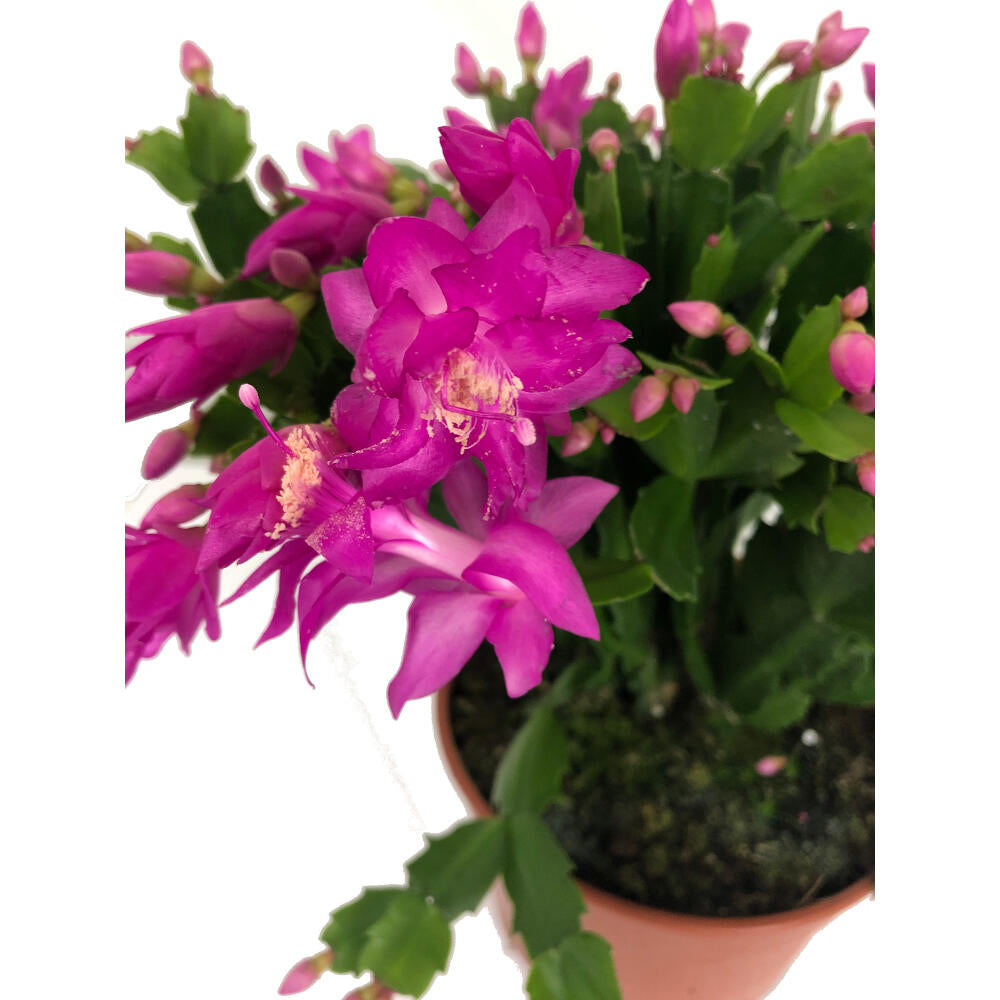 Schlumbergia M19 35cm (cactus De Navidad)_1