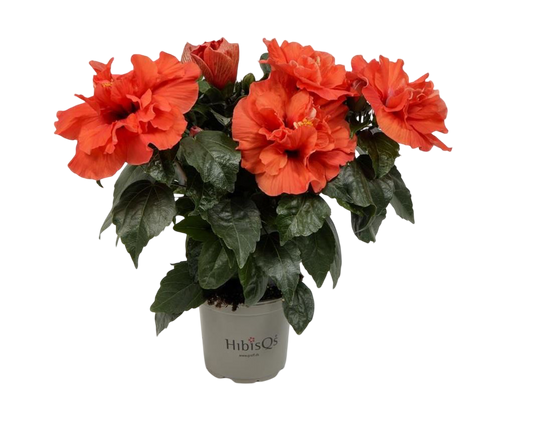 Planta Natural Hibiscus Hibiscus Rosa-sinensis 'adonicus Double Orange'ø 13 Alt. 27 - 37_0