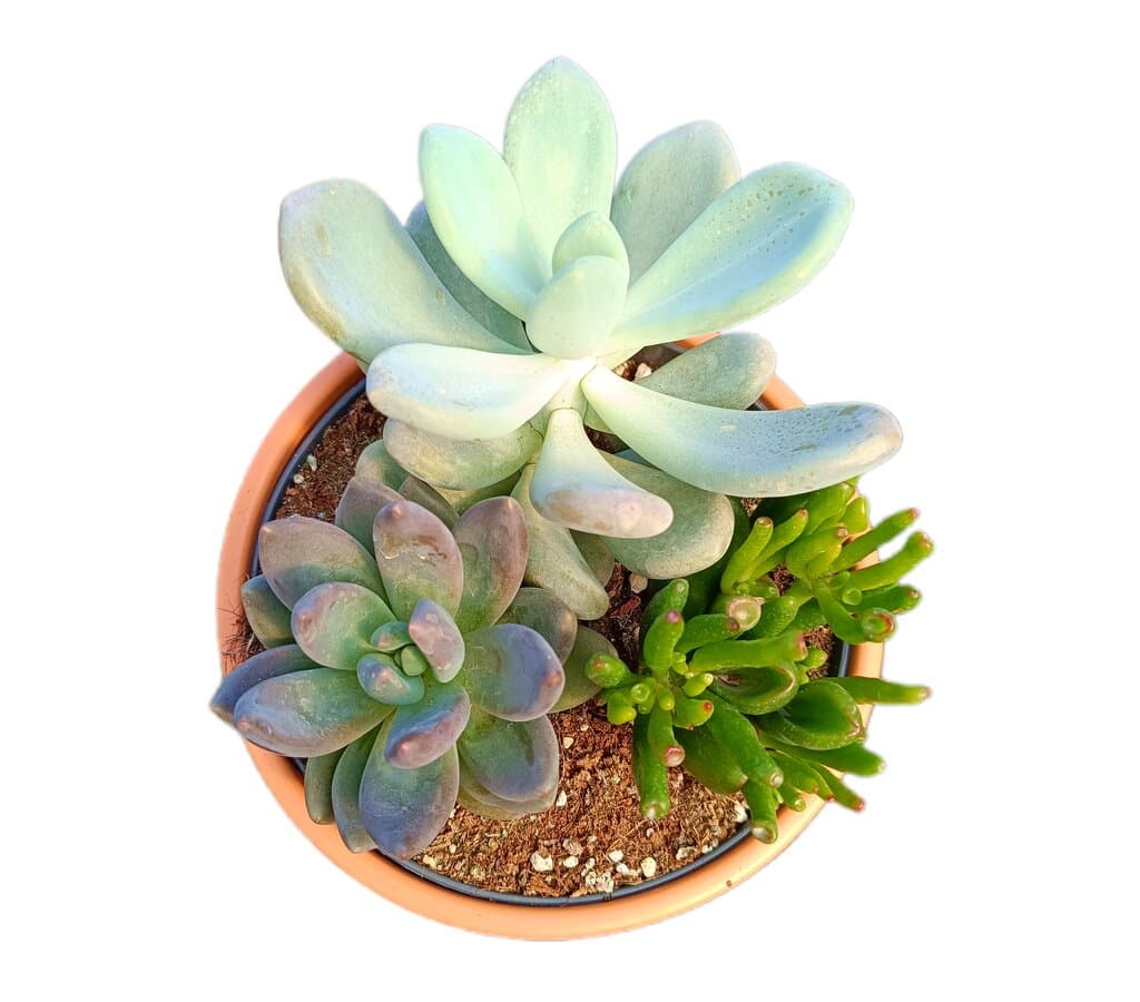 Centro Cactus Mix 18cm_1