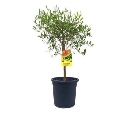 Citrus Caviar Glauca M21 (limón Caviar Chino)_0