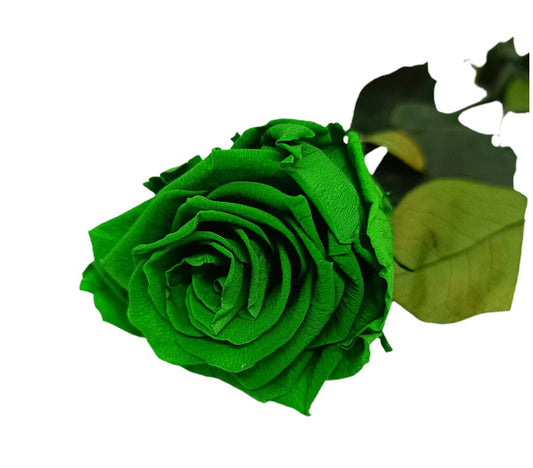 Mundo Eterno Rosa Preservada Verde 35cm_0