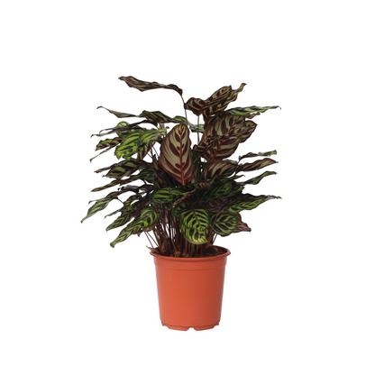 Planta De Pavo Real - Calathea 'makoyana' - Altura 60-70cm - ⌀21cm_0