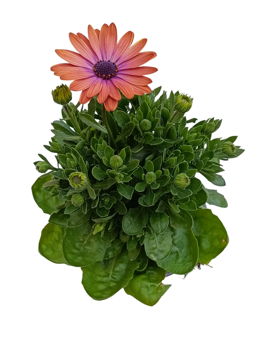 Dimorphoteca Flor Naranja Planta De Flor Ø14_0