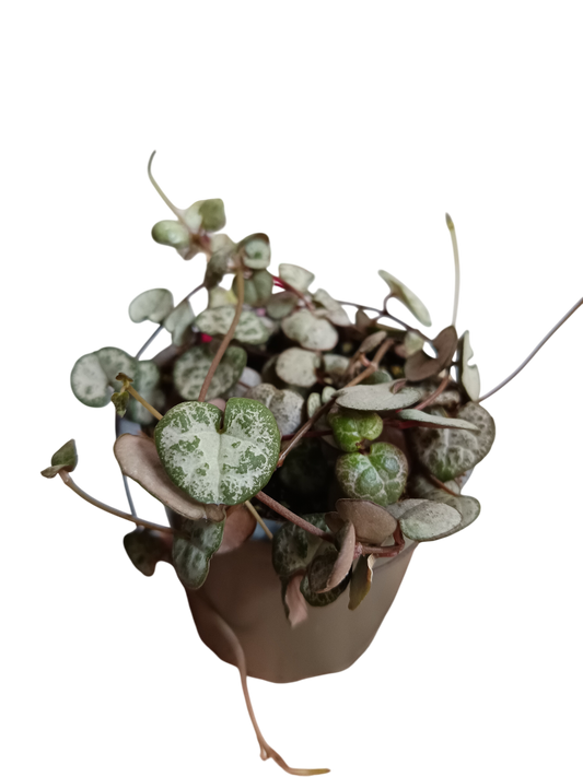 Ceropegia Silver Glory Planta Suculenta Colgante Ø8_0