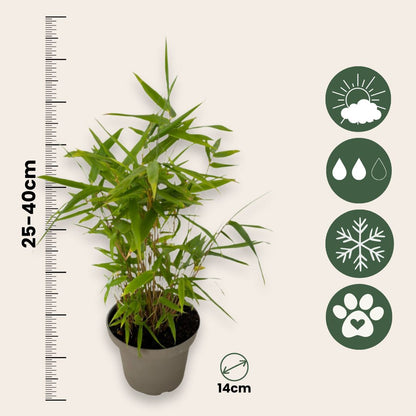 Bambú - 3 Piezas - Fargesia Nitida 'black Dragon' - Altura 25-40cm - ⌀14cm_2