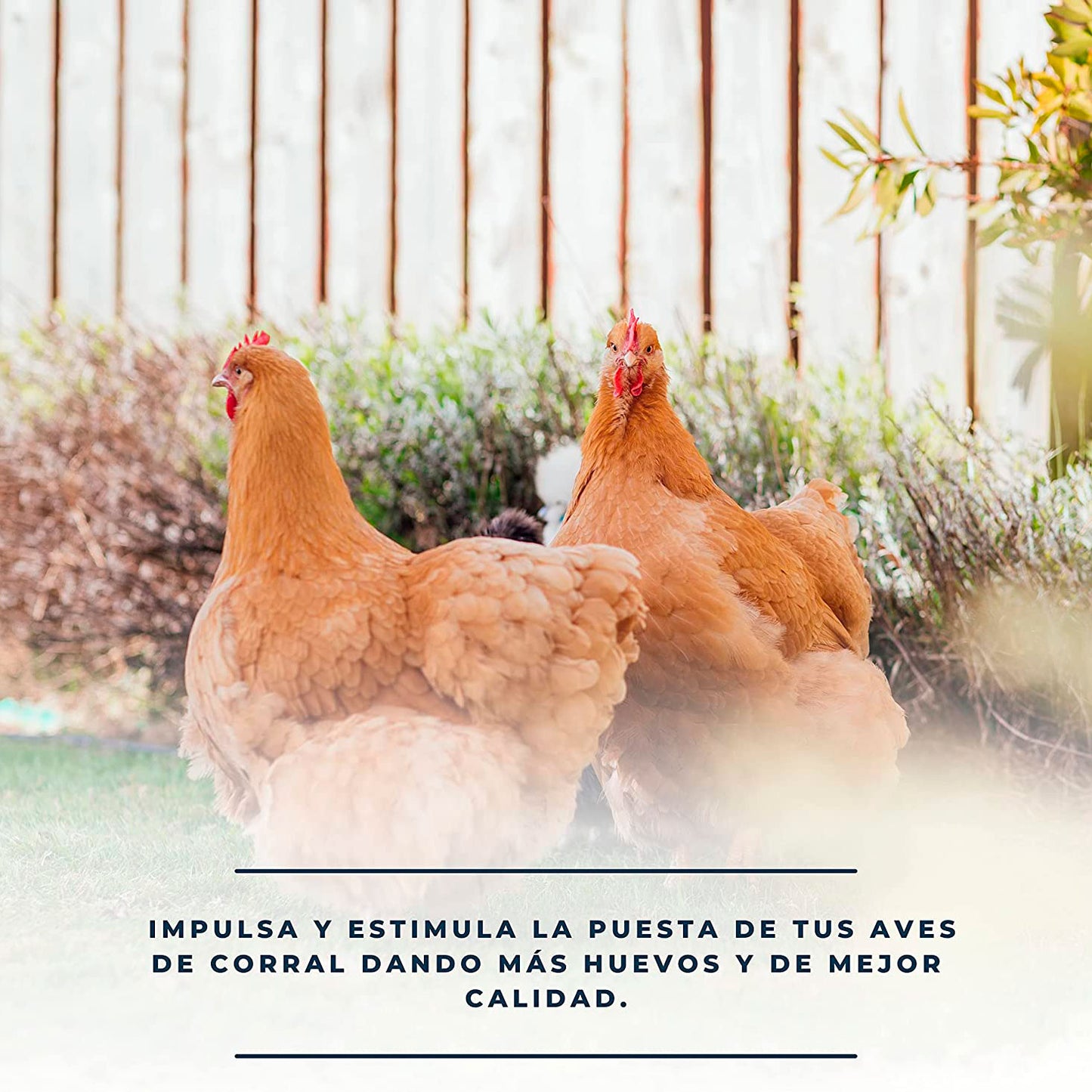 SoluPuesta - Mejora la Calidad de la cáscara del Huevo – Suplemento Alimenticio para Gallinas y otras Aves de Corral_3