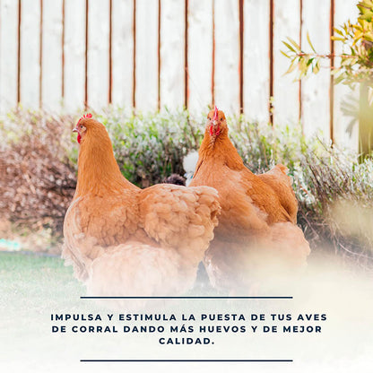 SoluPuesta - Mejora la Calidad de la cáscara del Huevo – Suplemento Alimenticio para Gallinas y otras Aves de Corral_3