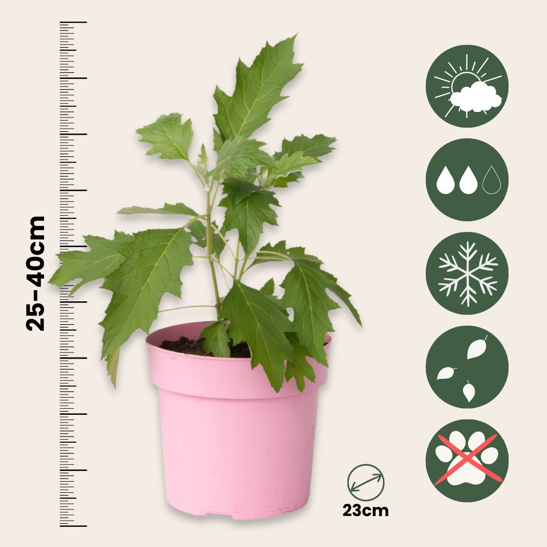 Hortensia - 2 Pzs - Hydrangea 'ice Crystal' - Altura 25-40cm - ⌀19cm_2