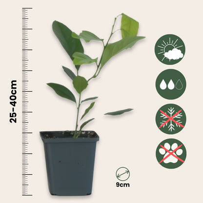 Limonero - 3 Piezas - Citrus Limon - Altura 25-40cm - ⌀9cm_2