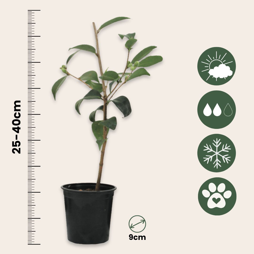 Camelia Japonesa - 3 Pzs - Camellia Japonica 'brush Field' - A25-40cm - ⌀9cm_2