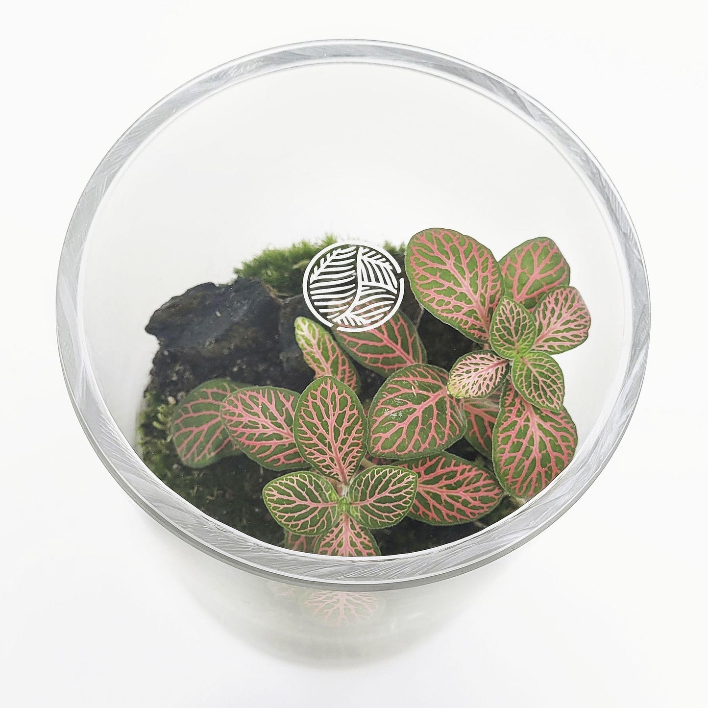 Terrário Amazonia Moss Fittonia Aspa Ø12 x 16 cm