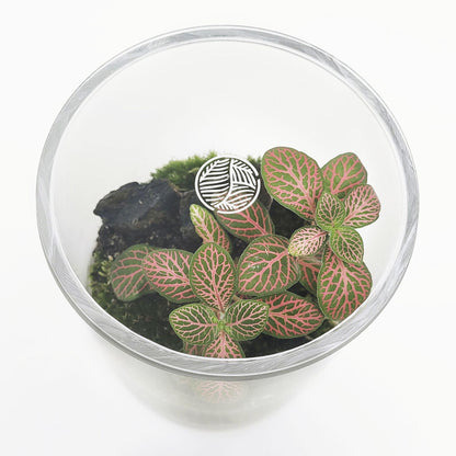 Terrário Amazonia Moss Fittonia Aspa Ø12 x 16 cm