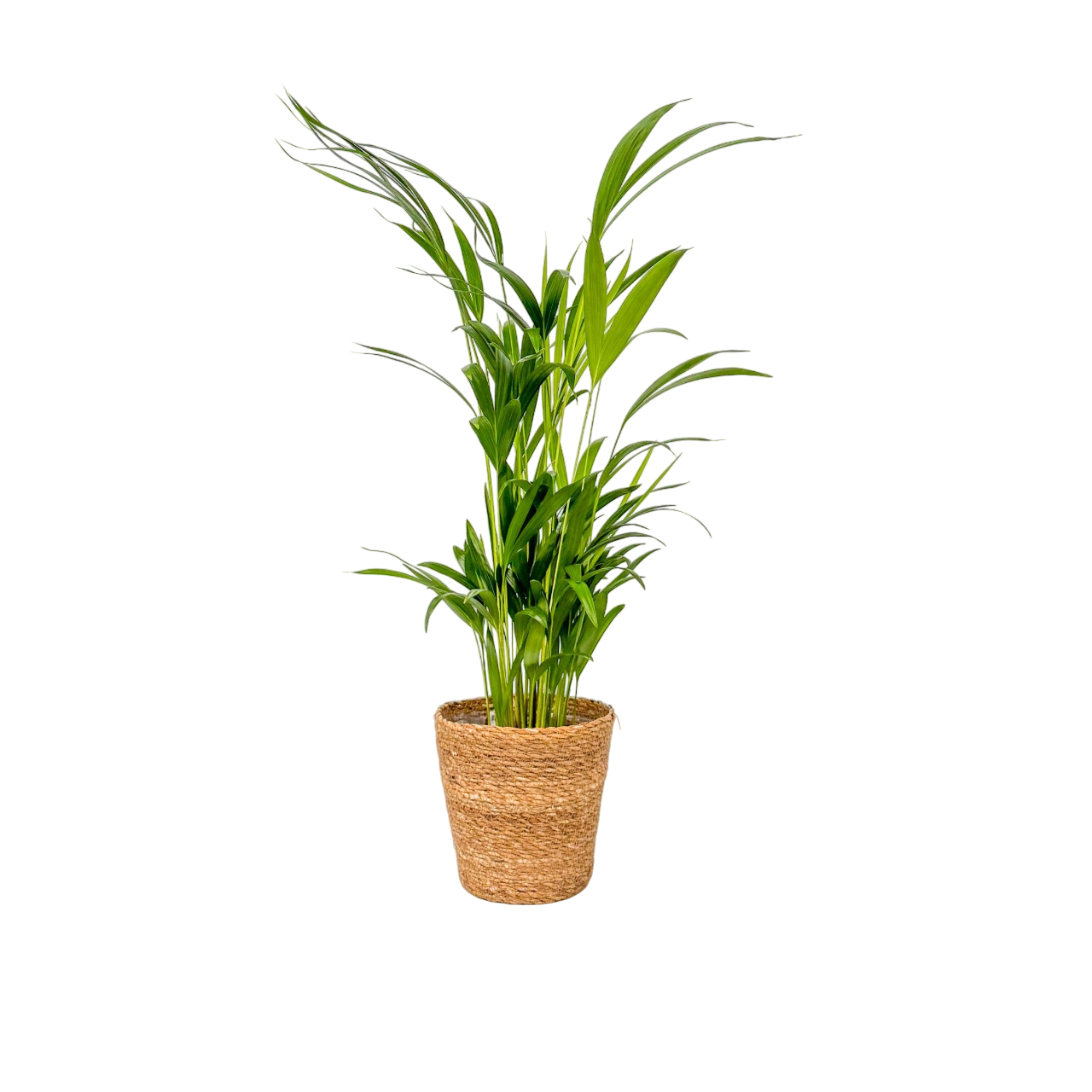 Palma Areca - Dypsis Lutescens - Incluye Cesta - Altura 60-70cm - ⌀17cm_0