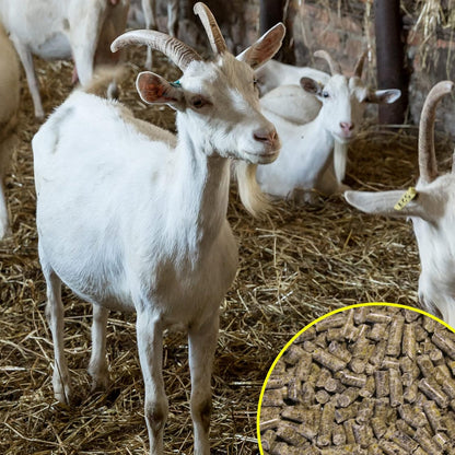 Pienso ECOLÓGICO para Cabras Reposición 20kg - Comida Natural, Saludable y Equillibrada para Cabras_3