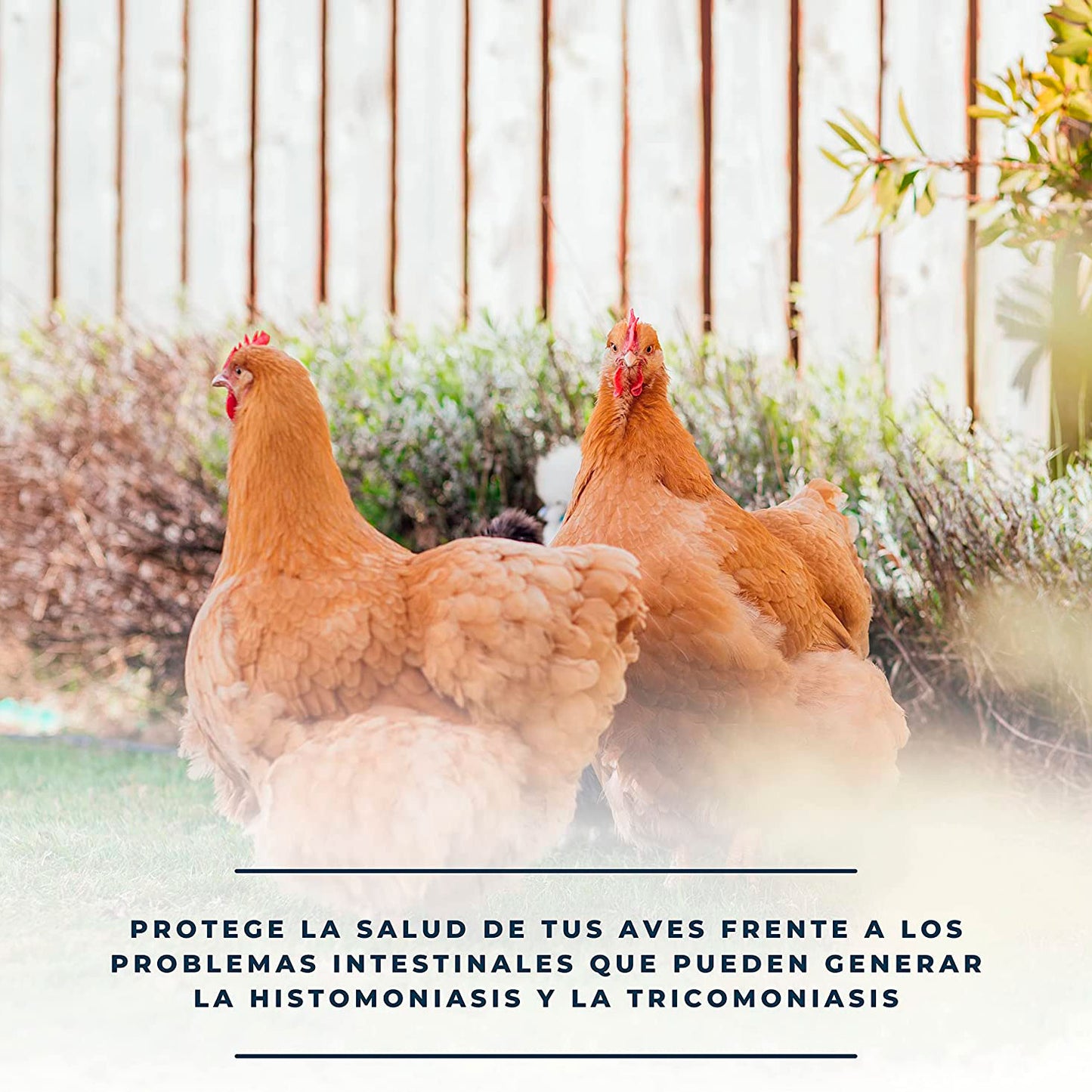 SoluZol 250ml – Complemento nutricional natural para aves – Apoyo digestivo y bienestar intestinal– 100% vegetal_3