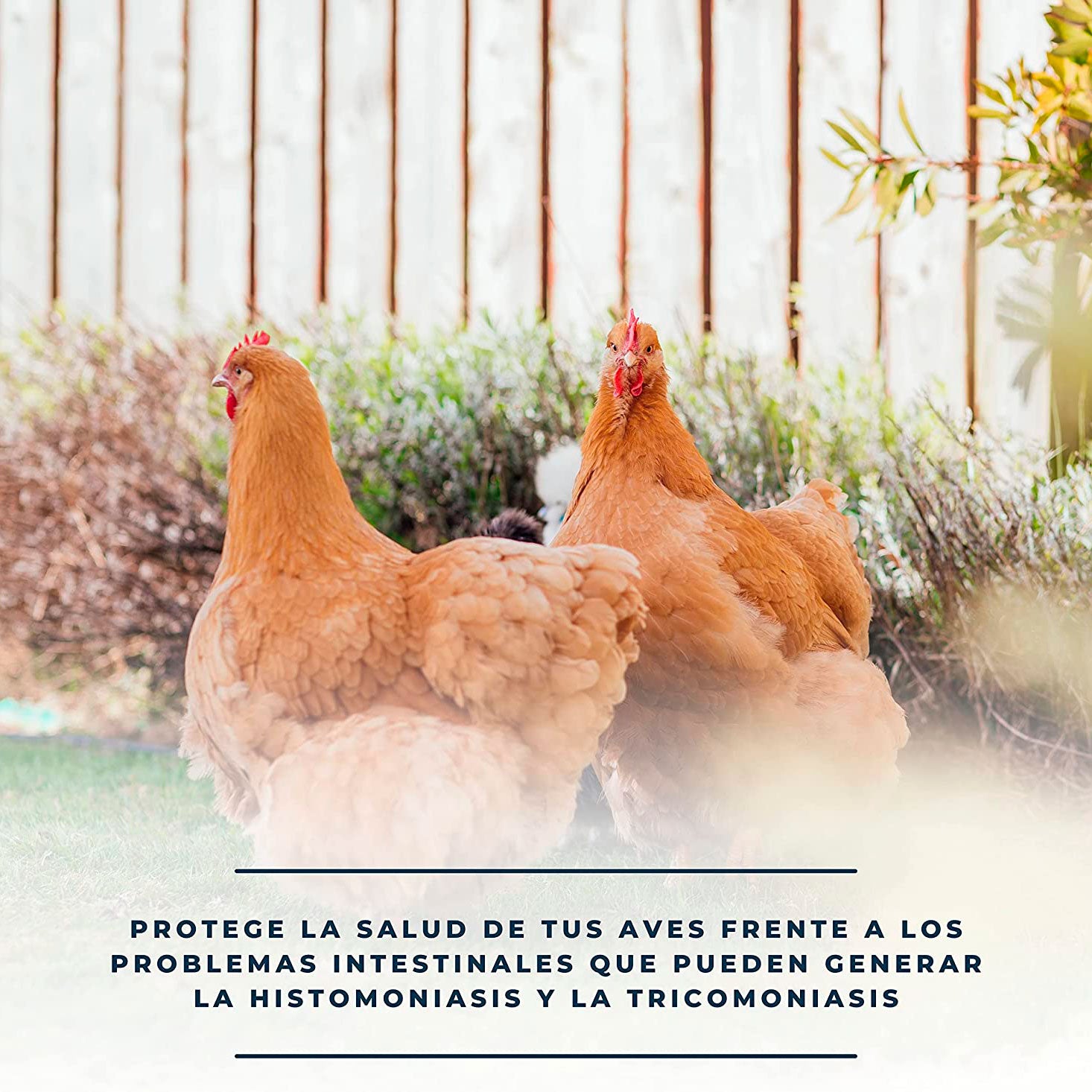 SoluZol 250ml – Complemento nutricional natural para aves – Apoyo digestivo y bienestar intestinal– 100% vegetal_3