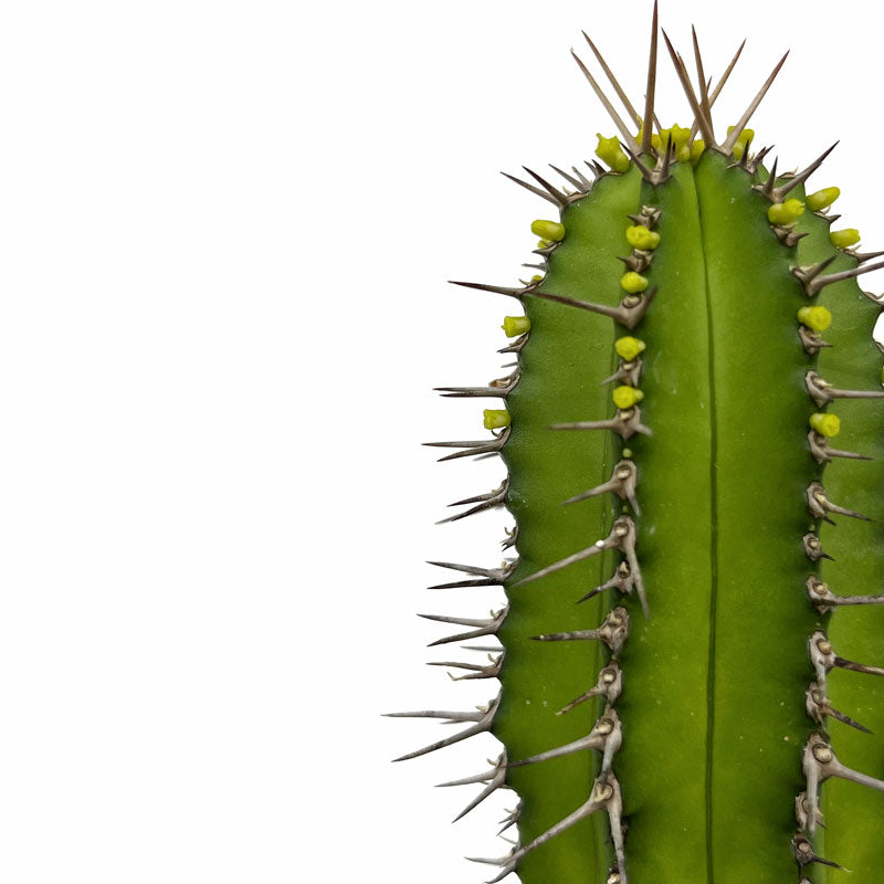 Euphorbia Fruticosa Cactus Y Suculentas M8,5 cm Ø_2