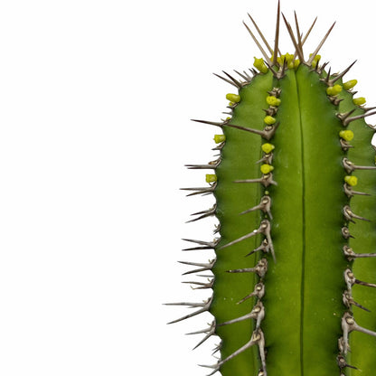Euphorbia Fruticosa Cactus Y Suculentas M8,5 cm Ø_2