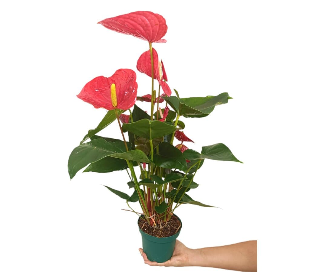 Anthurium Andreanum Oklahoma M14_0