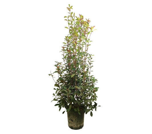 Photinia Fraseri Carré Rouge M35 90-110cm_0