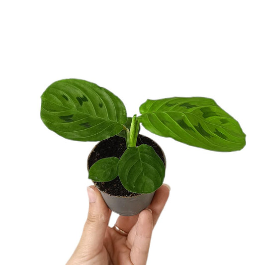 Maranta Lemon Lime M6_0
