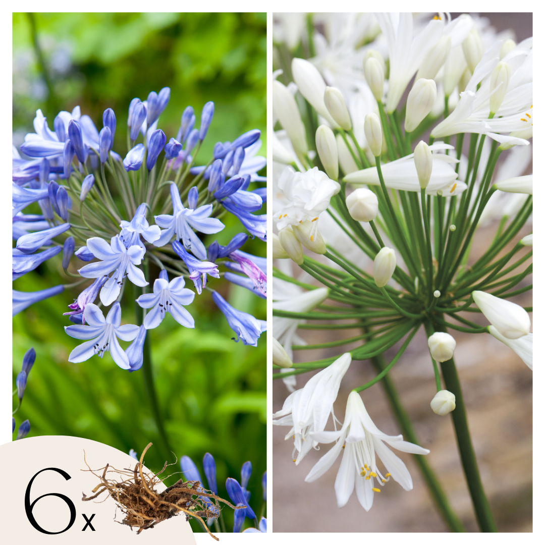 Agapanto - 6 Pzs - Agapanthus 'africanus' 'orientalis' - Cepellones_0
