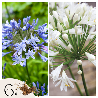 Agapanto - 6 Pzs - Agapanthus 'africanus' 'orientalis' - Cepellones_0