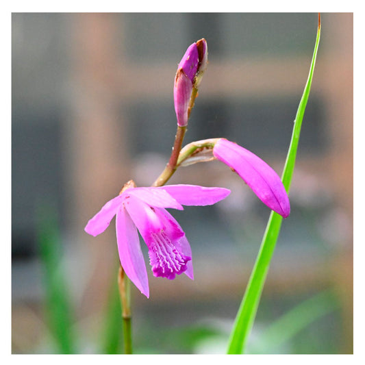 1 Bulbo De Bletilla Striata Orquidea Terrestre_0